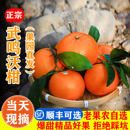 广西正宗沃柑当季纯甜10武鸣直发