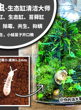 白符跳虫长角跳虫活体雨林缸苔藓缸寄居蟹鼠妇螳螂跳蛛青蛙共生