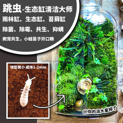 白符跳虫长角跳虫活体雨林缸苔藓缸寄居蟹鼠妇螳螂跳蛛青蛙共生