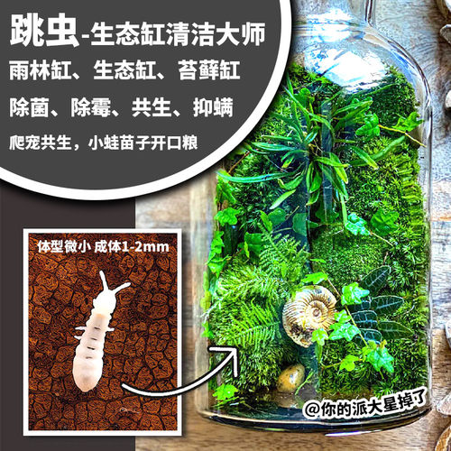 跳虫苔藓缸生态缸雨林缸苔藓缸