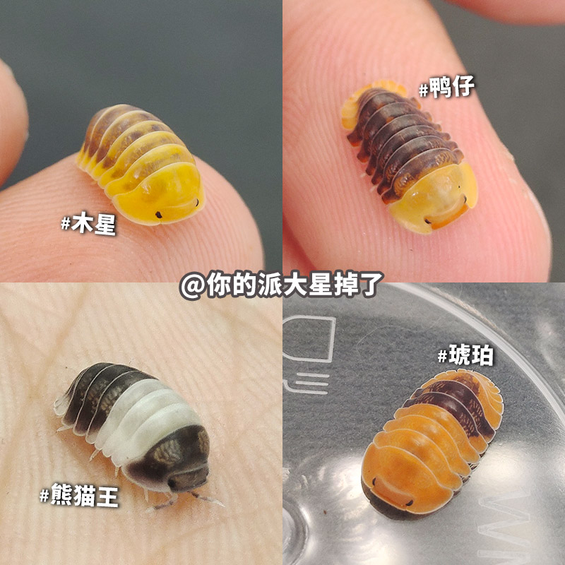 鼠妇西瓜虫宠物柠檬蓝鸭仔熊猫王微景观生态缸学生实验昆虫活虫体