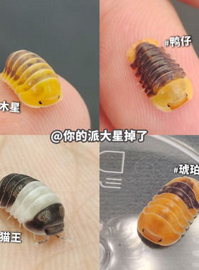 鼠妇西瓜虫活体小宠物苔藓缸微景观生态雨林学生实验昆虫爬宠跳虫