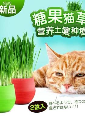 candy cat grass to hair ball to help digest cat snacks ca