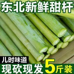 正宗东北甜杆高粱杆新鲜应季孕妇水果小甘蔗甜芦杆甜芦粟包邮5斤
