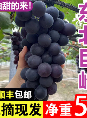 东北巨峰葡萄新鲜无籽送礼网红孕妇水果黑提辽峰整箱包邮非10斤