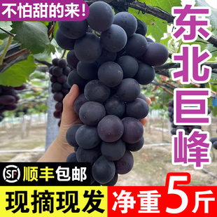 东北巨峰葡萄新鲜无籽送礼网红孕妇水果黑提辽峰整箱包邮非10斤