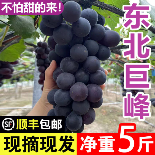 东北巨峰葡萄新鲜无籽送礼网红孕妇水果黑提辽峰整箱包邮非10斤