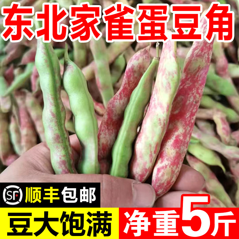 东北特产花雀蛋豆角家雀蛋油豆角豆大饱满新鲜蔬菜5斤顺丰包邮图片