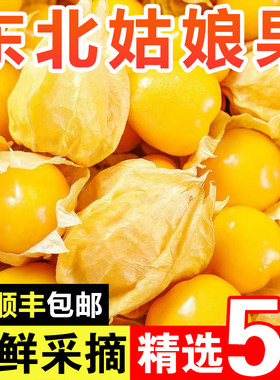 顺丰包邮东北特产黄姑娘果新鲜应季甜洋菇娘黄金豆大果灯笼果5斤