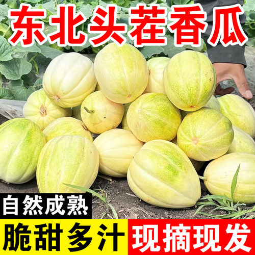 东北香瓜甜瓜特产脆甜京蜜小甜瓜时令新鲜应季孕妇水果整箱5斤