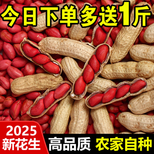 2025红皮花生米生新货新鲜晒干带壳花生种子散装四粒红衣花生5斤
