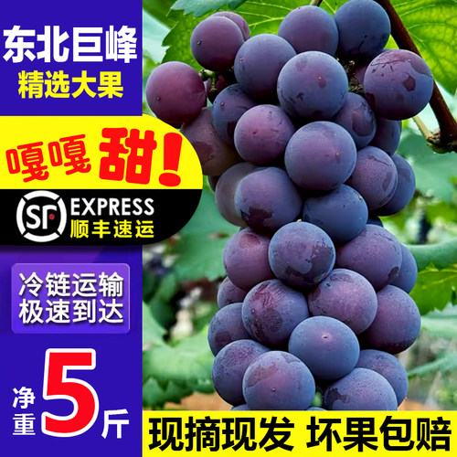 【顺丰包邮】现摘东北巨峰葡萄
