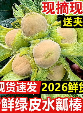 26年新鲜水瓤榛子现摘现发鲜嫩