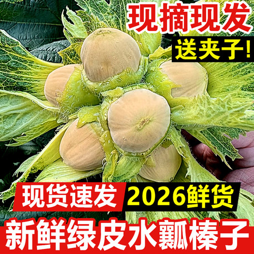 26年新鲜水瓤榛子现摘现发鲜嫩