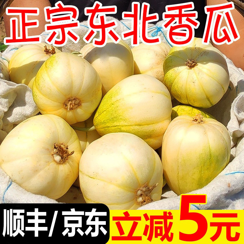 东北香瓜白糖罐脆甜多汁新鲜应季小甜瓜孕妇水果新鲜5斤顺丰包邮