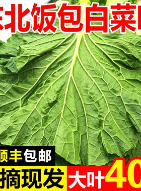 【顺丰包邮】东北新鲜大白菜叶