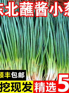 东北小香葱新鲜现挖现发小葱头农家自种蔬菜小葱头小葱头小葱头