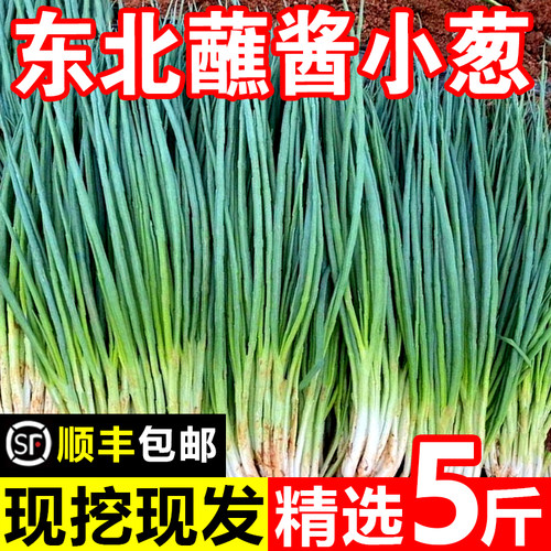 东北小香葱新鲜现挖现发小葱头农家自种蔬菜小葱头小葱头小葱头