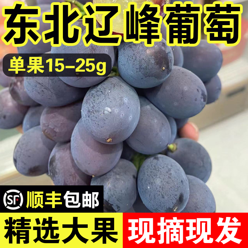 正宗东北辽峰葡萄新鲜无籽送礼网红孕妇水果黑提特大果非巨峰葡萄