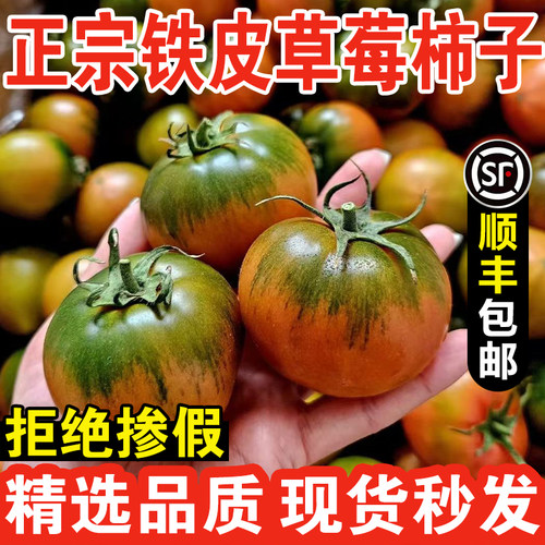正宗铁皮柿子西红柿自然熟丹东草莓柿子盘锦碱地生吃水果番茄顺丰