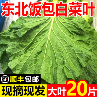东北新鲜大白菜叶包饭叶饭包店菜叶商用打饭包的白菜叶农家蘸酱菜