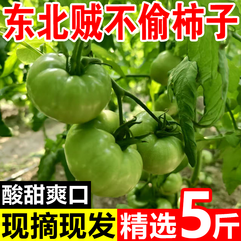 东北特产青绿番茄现摘贼不偷西红柿当季新鲜水果蔬菜自然熟大柿子