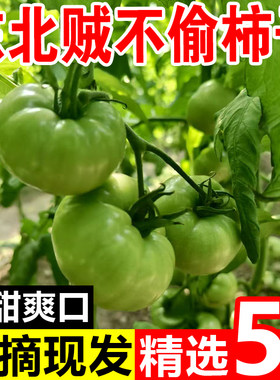 东北特产青绿番茄现摘贼不偷西红柿当季新鲜水果蔬菜自然熟大柿子