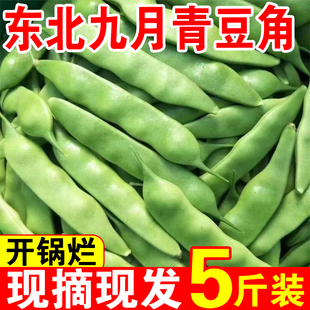 东北九月青油豆角新鲜蔬菜农家自种现摘现发老品种宽纯面油豆角