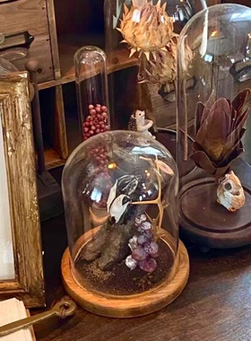 样板间书房摆件植物主题花艺师永生花玻璃罩展示盒植物标本装饰品