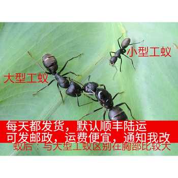 蟻螄 土牛沙猴金沙牛沙雞沙王八地牯牛漩渦陷阱螞蟻殺手 蟻螄 土牛沙猴金沙牛沙雞沙王八地牯牛漩渦陷阱螞蟻殺手