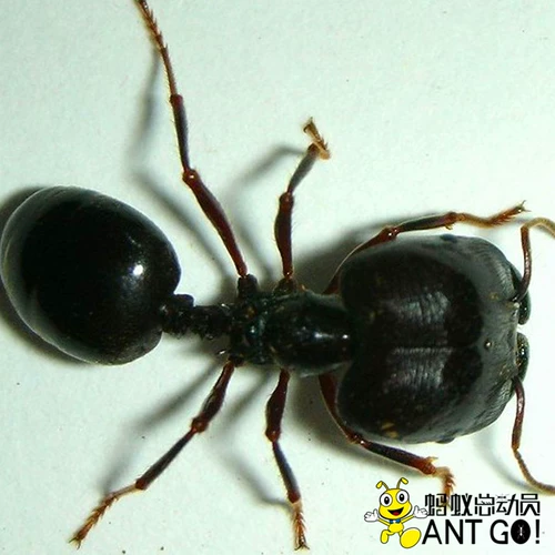 Pheidologeton Diversus Blind Leaf Ant World World Workshop Science Science