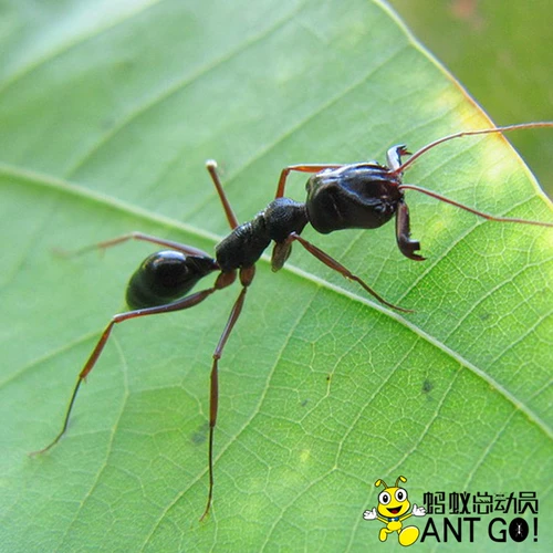 Гора Большие зубы муравей odontomachus monticola домашние животные