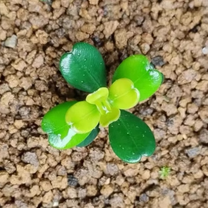 爱心形状叶片-盆景素材小苗