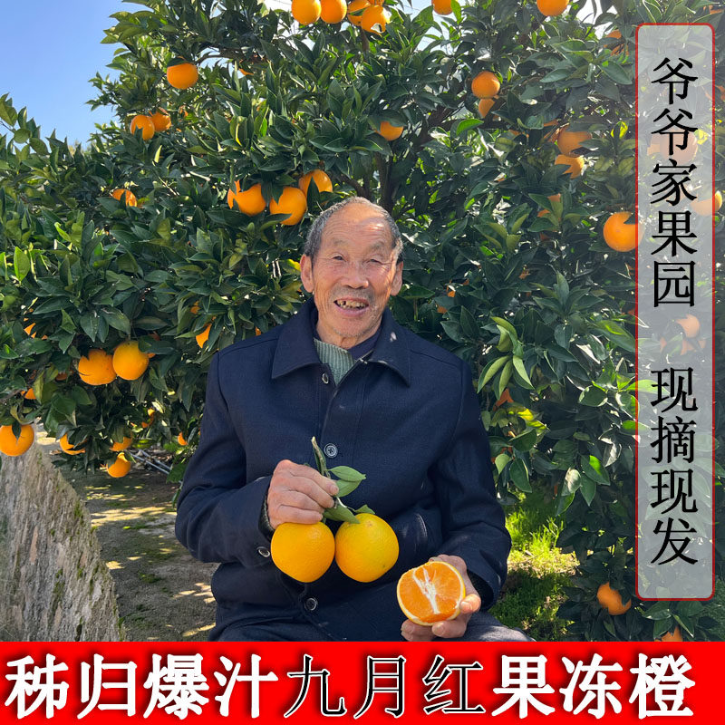 秭归九月红屈乡橙子脐橙新鲜现摘果冻橙细嫩应季水果甜橙10斤,水产肉类/新鲜蔬果/熟食,橙,淘宝优惠券,粉丝福利购,淘宝优惠卷