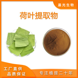 天然荷叶提取物 荷叶碱5%10%荷叶浓缩浸膏粉末20:1品质保证