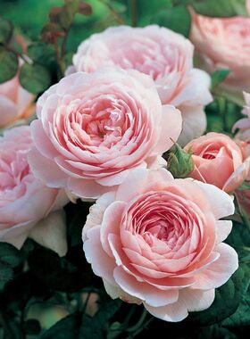 【月季6.5升】果汁阳台蓝色阴雨多季庭院花园观赏玫瑰植物花