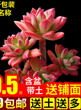 多肉植物室内组合花卉盆栽红稚莲新款绿植多肉植物含盆带土