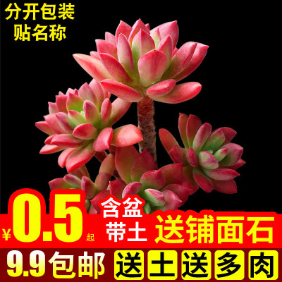 多肉植物室内组合花卉盆栽红稚莲新款绿植多肉植物含盆带土