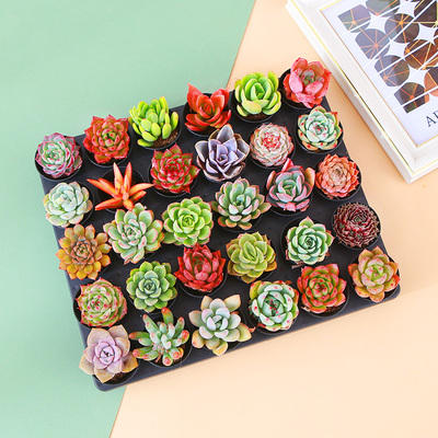 多肉植物组合盆栽小绿植花卉玉露大颗好养室内精品肉肉 带盆老桩