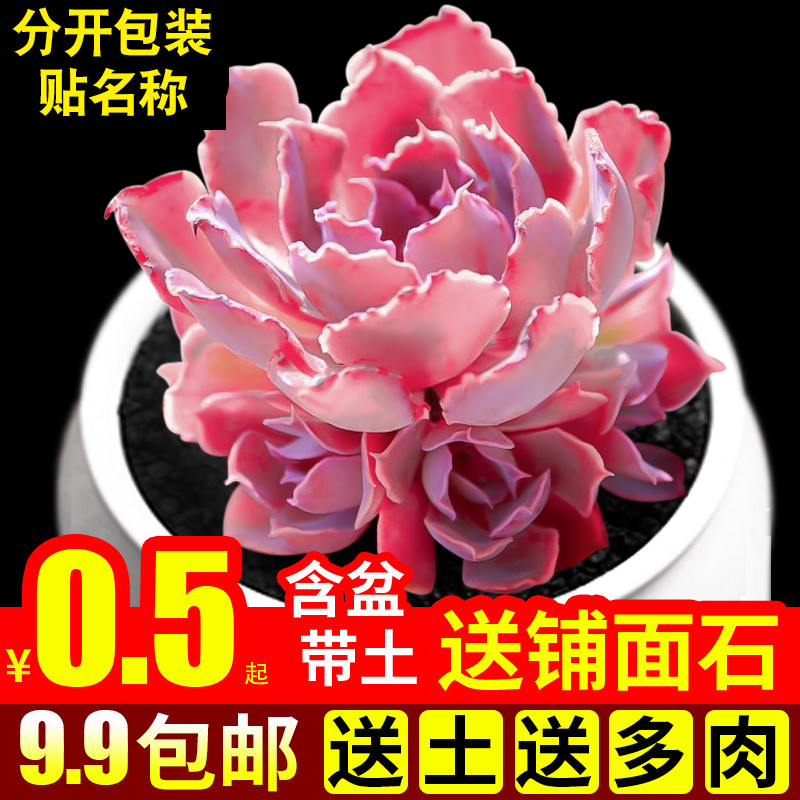 多肉植物组合盆栽绿植花卉办公桌面新手带盆小迷你晚霞之舞肉肉