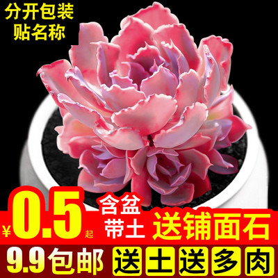 多肉植物组合盆栽绿植花卉办公桌面新手带盆小迷你晚霞之舞肉肉