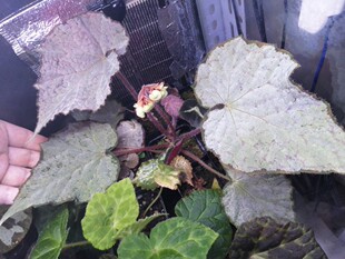 珀西秋海棠begonia sir Percy 珀西秋海母株一颗，叶片超大