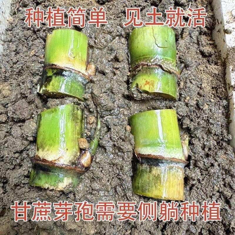 广西白玉甘蔗苗种黄皮南北方种植脆皮种节籽子甘蔗种苗白玉甘蔗尾