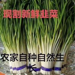 长白韭菜特色菜寿光新鲜现割现发优质长白韭菜韭黄