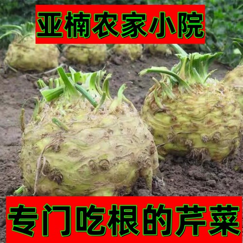 正宗地中海根芹产地直发新鲜根芹