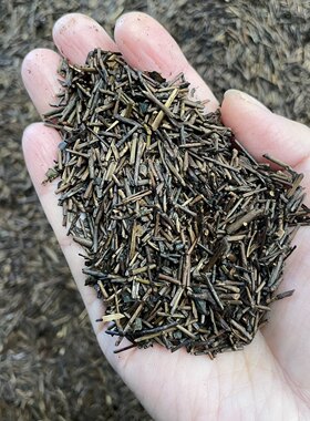 棒棒茶奶茶店专用茶老火茶黄大茶叶霍山金寨黄茶茶叶生产商山西茶