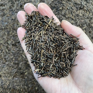 棒棒茶奶茶店专用茶老火茶黄大茶叶霍山金寨黄茶茶叶生产商山西茶