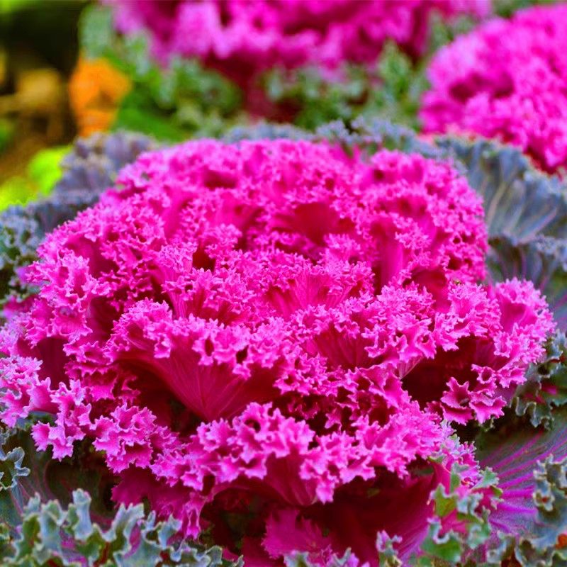 羽衣甘蓝小苗可养多头老桩阳台庭院园林观赏植物耐寒耐热花卉盆栽,鲜花速递/花卉仿真/绿植园艺,宿根/地被植物,淘宝优惠券,粉丝福利购,淘宝优惠卷