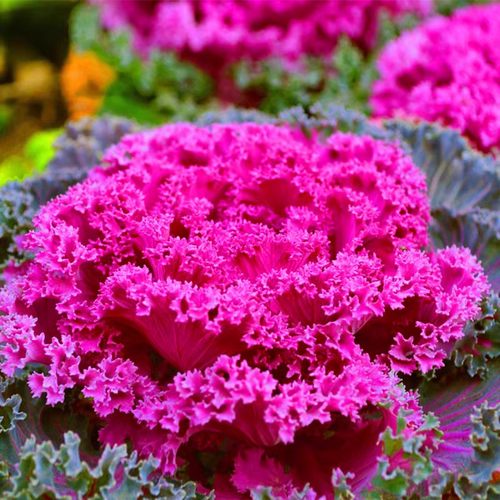 羽衣甘蓝小苗可养多头老桩阳台庭院园林观赏植物耐寒耐热花卉盆栽