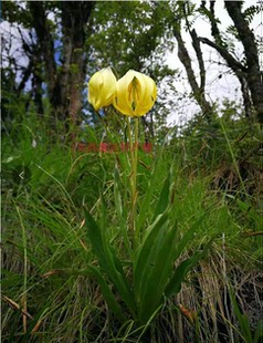 原生尖背百合淡香型盆栽花卉满3球送果夹包邮